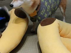 -逗柴咖啡屋·狗咖猫咖宠物桌游