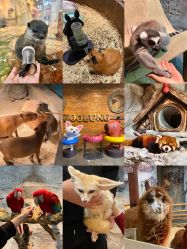 -Zoolung Zoolung动物主题公园(海信广场店)