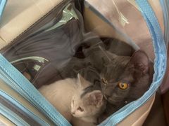 -pd派德宠物中心医院24H急重症·眼科中心·血液透析中心(嵩山北路店)