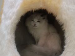 -藏猫猫咖啡主题馆(中央大道店)