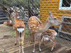 -莫尔道嘎国家森林公园