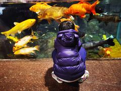 -上海海洋水族馆