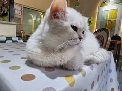 -猫小院猫主题餐厅(南锣旗舰店)