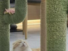 -喵园·猫主题咖啡厅·撸猫·猫咖(国贸店)