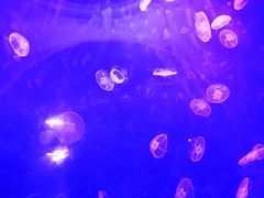 -临沂极地海洋王国