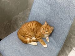 -汪喵宠物医院·骨科心脏影像·犬猫急重症ICU诊疗中心(成华分院)