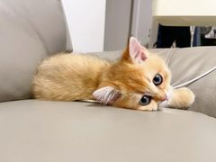 -欣宠猫屋·矮脚拿破仑·蓝金金渐层