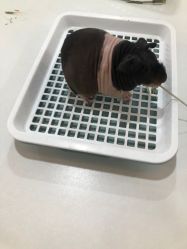 -Moni星球萌宠·小马宝莉·灵蛇·高端高阶全萌宠互动体验俱乐部(红豆国际广场店)
