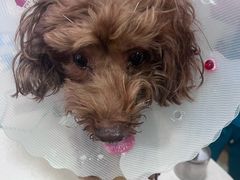 -西安京西宠物医院·瘫痪·疑难杂症