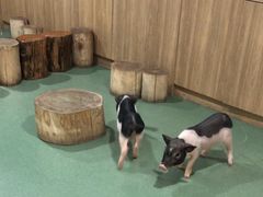 -藦茜花园宠物主题亲子互动体验馆(国顺东路店)