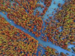 -合肥滨湖国家森林公园