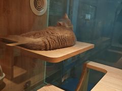 -BABIT巴比特宠物(MOMOPARK店)