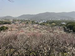 -香雪海