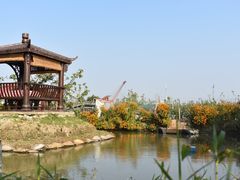 -樂桃源奉贤黄桃种植采摘基地
