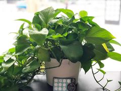 -Jamaicablue Coffeeshop(中央广场店)