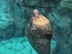 -香港海洋公园