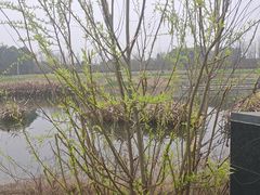 -两河城市森林公园