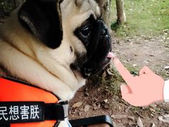 -翊宠yipet猫狗购宠庄园犬舍•猫舍