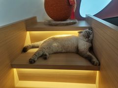 -喵园·猫主题咖啡厅·撸猫·猫咖(国贸店)