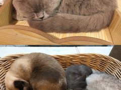 -猫友咖啡店(玉林西路店)
