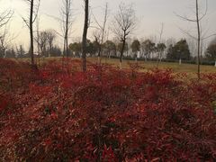 -洨河生态公园
