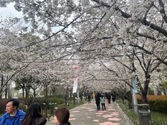 -高东镇樱花园