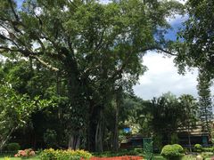 景点-瑞丽独树成林风景区