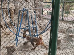 -新疆天山野生动物园