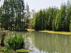 -桤木河湿地公园