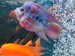 -沙沙哗啦海洋馆(华宇百花谷店)
