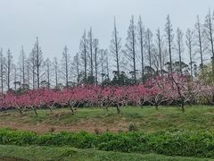 -前小桔亲子创意农场·草莓采摘·露营烧烤