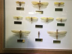 -上海昆虫博物馆