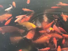 -西湖外事游船(花港观鱼码头)