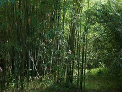 -深圳仙湖植物园