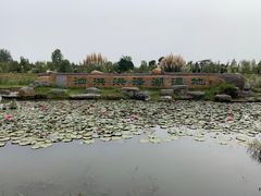-泗洪洪泽湖湿地景区