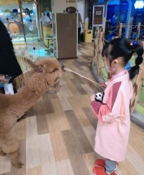 -七巧国萌宠乐园(龙湖天街店)