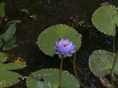 -云溪植物园