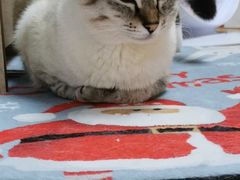 -猫和宫(六道口店)