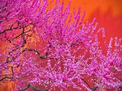 -北京市劳动人民文化宫(太庙)