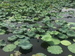 -荷塘月色湿地公园·向阳花洲