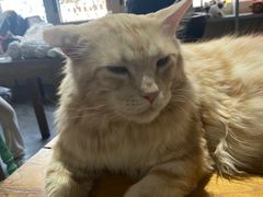-猫小院猫主题餐厅(南锣旗舰店)