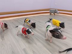 -猪盟咖啡店(玖洲道店)