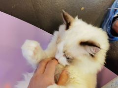 -十年猫舍·猫咪专门店(普陀店)