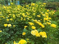 -花溪公园