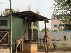 -昆明动物园