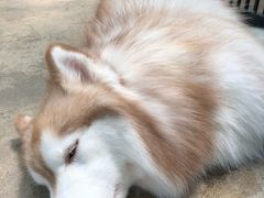 -TrueLove @ Neverland (Husky Cafe)