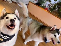 -Husky Go! 哈士奇体验馆·宠物咖啡厅狗咖