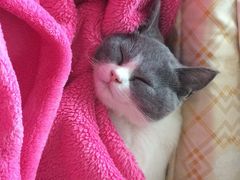 -爱诺耐芙动物医院(万博店)