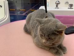 -FAELING PETS美天灵宠物(富力广场店)
