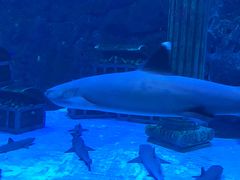 -芜湖新华联大白鲸海洋公园